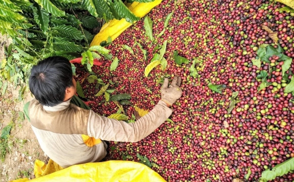 Giá nông sản ngày 16/4/2023: Cà phê và tiêu đồng loạt tăng