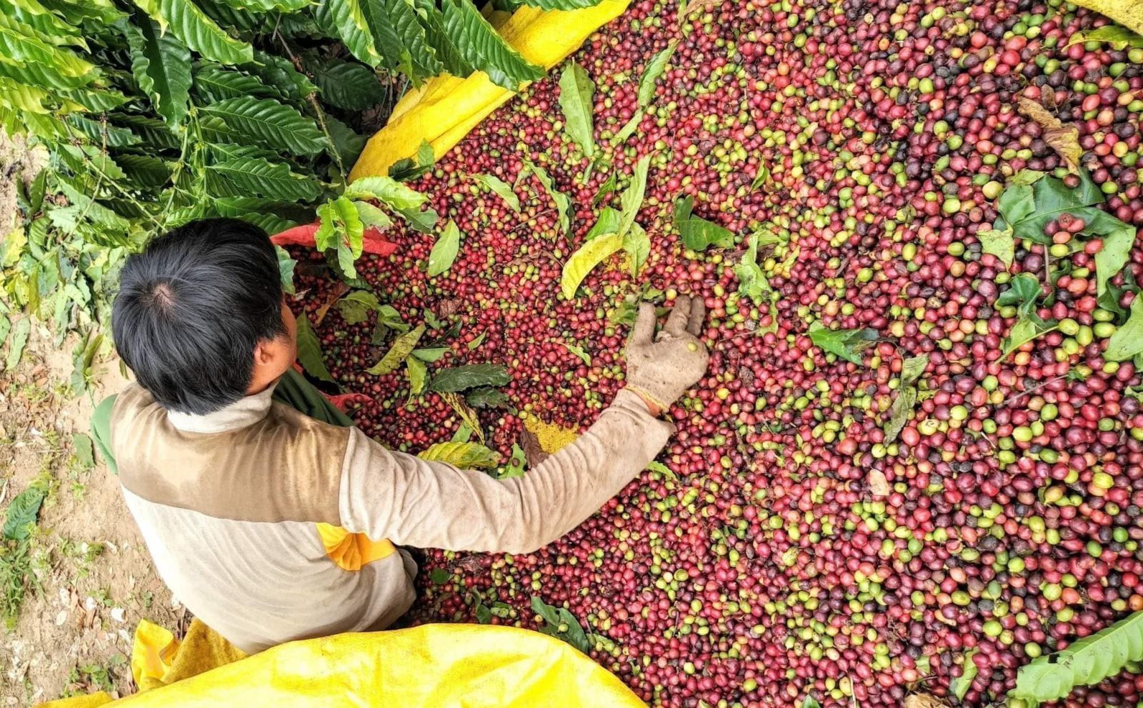 Giá nông sản ngày 16/4