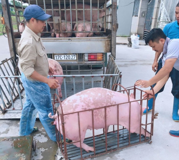 Giá heo hơi ngày 22/4/2023: Nguyên nhân nào khiến giá heo tăng?