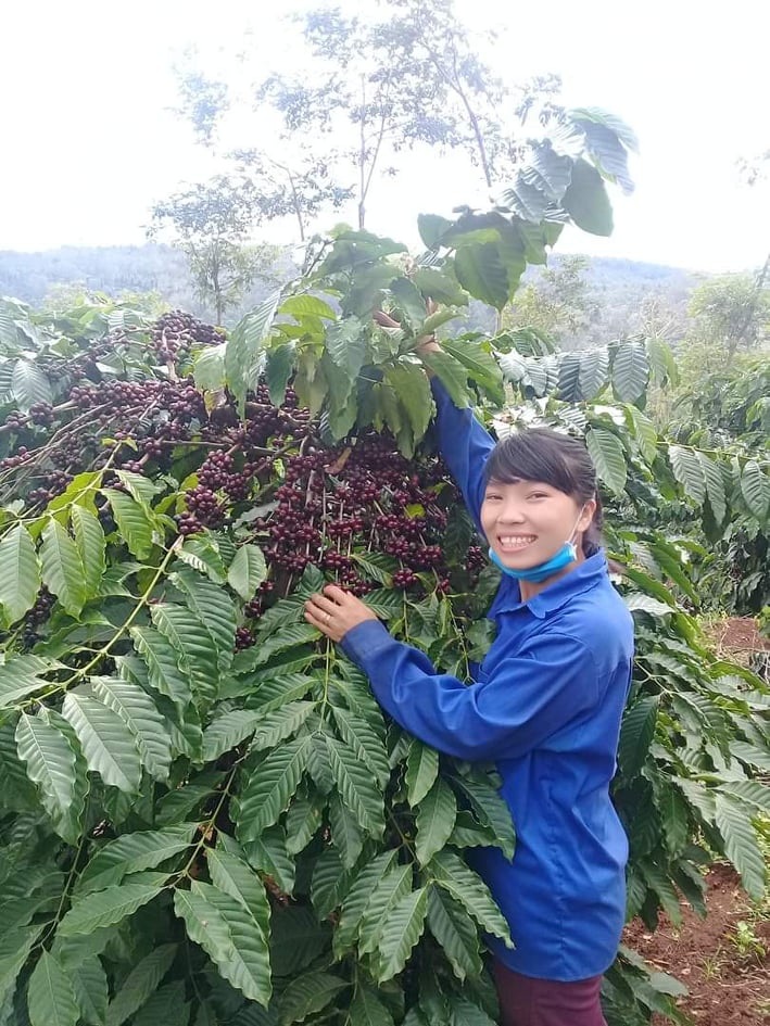 giá nông sản