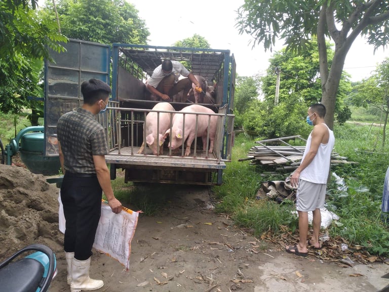 Giá heo hơi hôm nay 10/5/2023: Cao nhất đạt 55.000 đồng/kg