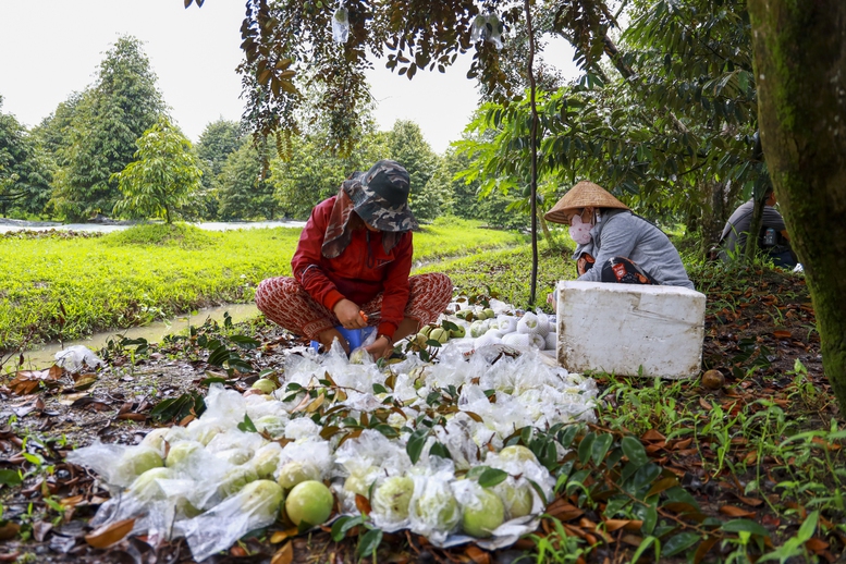 xuất khẩu nông sản