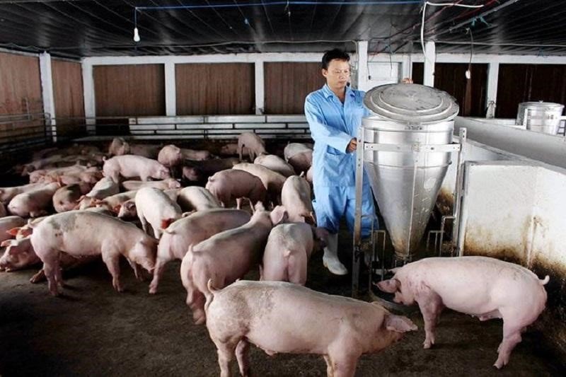 Hộ chăn nuôi “đuối sức” trong thị trường thịt heo chục tỷ đô