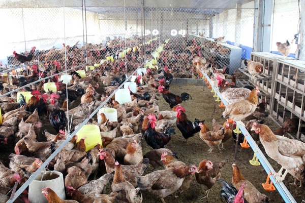 Ngân hàng rao bán rừng cây và cả đàn gà để siết nợ