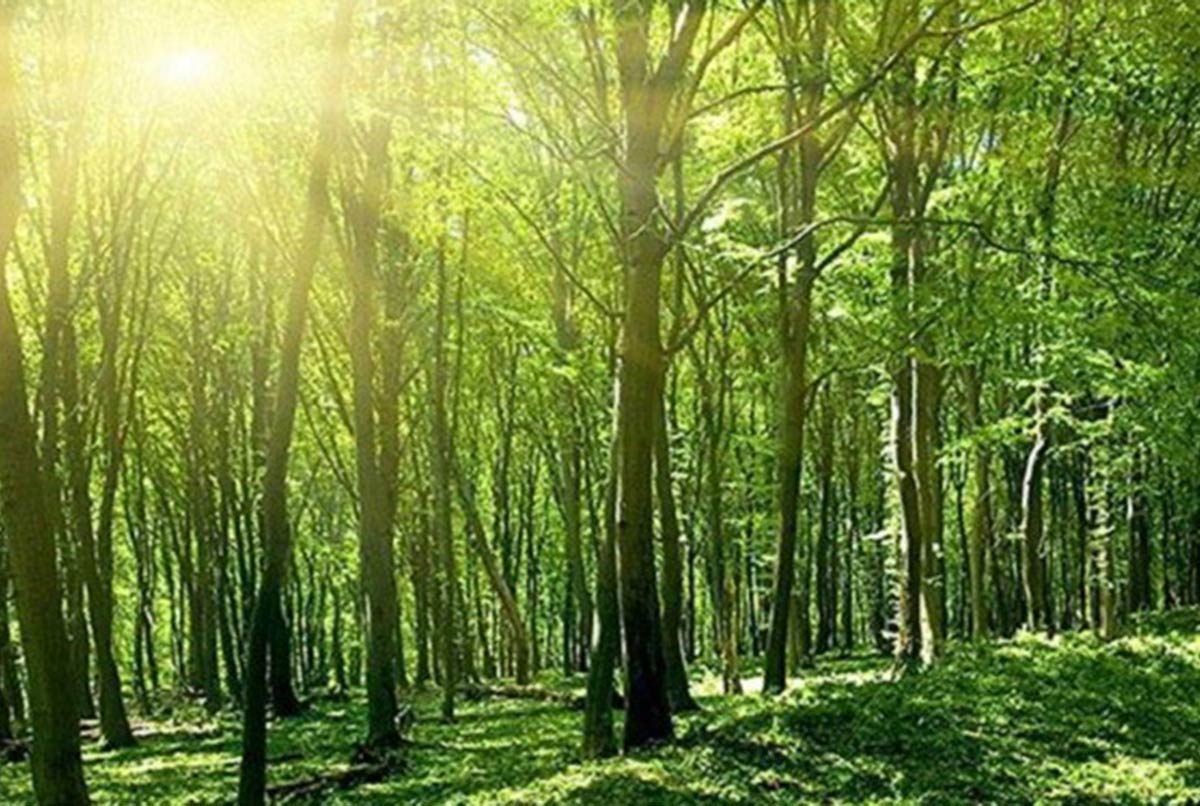 Ngân hàng rao bán rừng cây và cả đàn gà để siết nợ