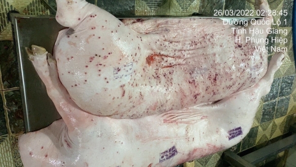 Vụ Công ty C.P Việt Nam bị tố bán lợn bệnh, cơ quan công an: Không có dấu hiệu phạm tội