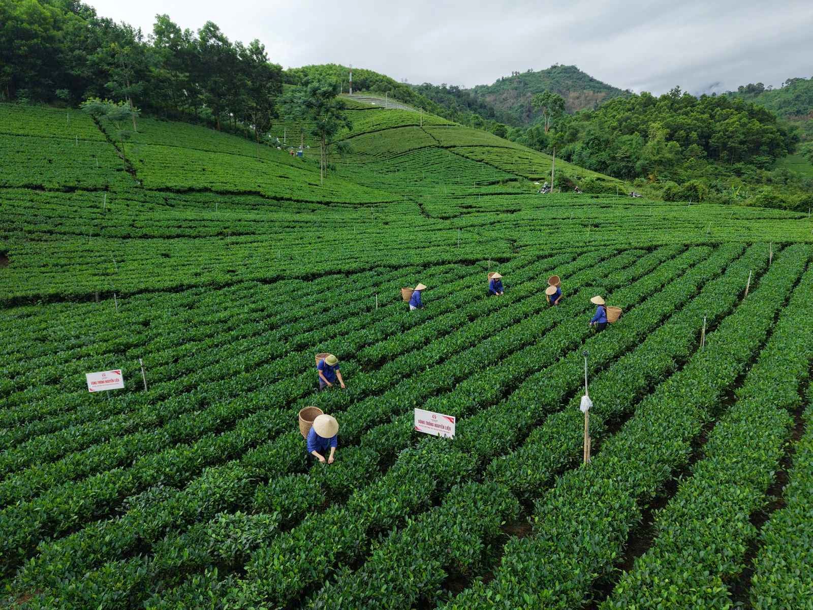 Làn gió mới cho vùng chè Thái Nguyên
