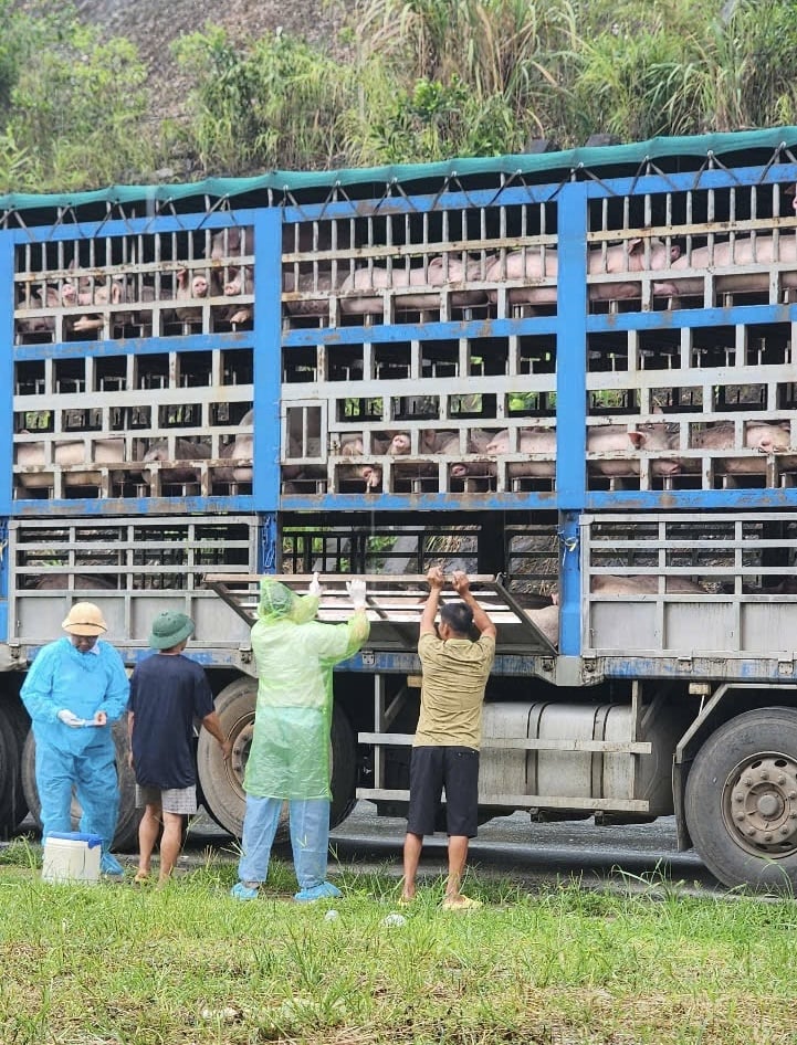 Phát hiện xe tải chở 190 con lợn nhiễm dịch tả châu Phi tại Phú Thọ