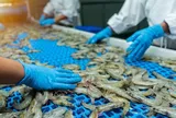 Hoa Kỳ kết luận sơ bộ chống bán phá giá tôm Việt Nam