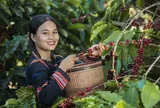 Cà phê Việt: Từ xuất khẩu nguyên liệu đến chinh phục giá trị toàn cầu