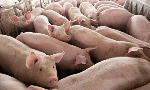 Giá heo hơi hôm nay 10/7: Giá heo giảm nhẹ ở 3 miền