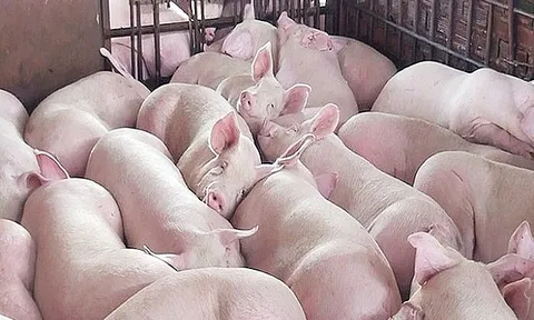 Giá heo ngày 11/7/2024: Vẫn duy trì ở mức cao