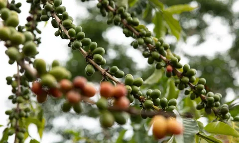 Giá nông sản ngày 18/11/2024: Hồ tiêu và cà phê đi ngang