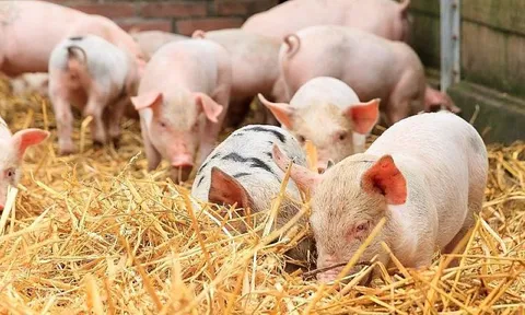 Giá heo hơi ngày 18/11/2024: Đứng giá tại cả ba miền