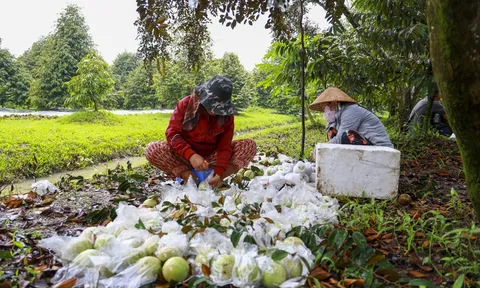 Xuất khẩu rau quả vượt mốc 6 tỷ USD