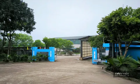 Một dự án chăn nuôi bò của Hòa Phát ở Thái Bình bị kết luận hàng loạt vi phạm, không tuân thủ chủ trương đầu tư