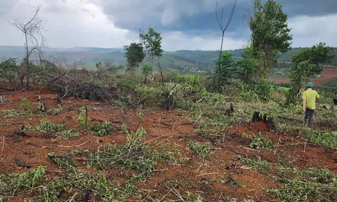 Phó giám đốc công ty lâm nghiệp bị đánh gãy xương sườn khi đi tuần tra rừng