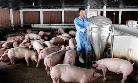 Hộ chăn nuôi “đuối sức” trong thị trường thịt heo chục tỷ đô