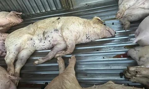 Phát hiện 9 con heo chết bầm đen, không rõ nguồn gốc tại một cơ sở giết mổ