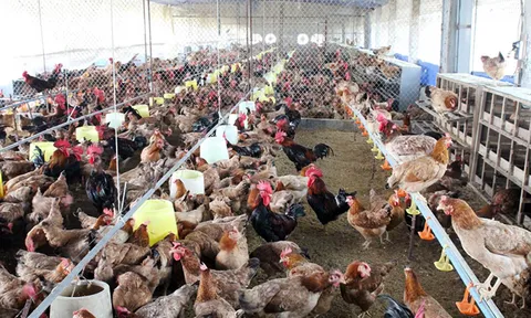 Ngân hàng rao bán rừng cây và cả đàn gà để siết nợ