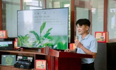 Vùng chè Thái Nguyên nâng chất, xây dựng thương hiệu