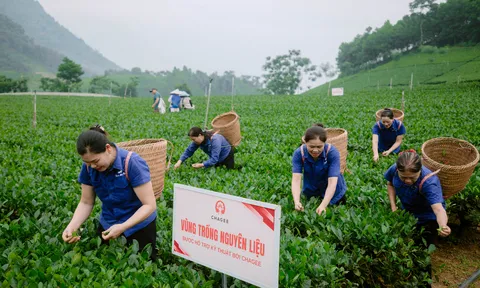 Làn gió mới cho vùng chè Thái Nguyên