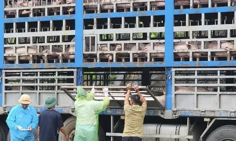Phát hiện xe tải chở 190 con lợn nhiễm dịch tả châu Phi tại Phú Thọ
