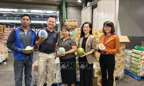 Lô bưởi tươi đầu tiên của Việt Nam xuất khẩu vào Úc: Dấu mốc mới trên hành trình chinh phục thị trường khó tính
