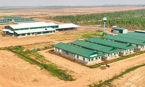 HAGL Agrico âm 18 quý liên tiếp, nâng lỗ lũy kế tiến gần 9.800 tỷ đồng