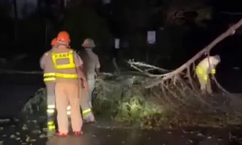Gia Lai: Khắc phục hơn 100 điểm cây đổ, thông tuyến giao thông sau mưa lớn trong đêm