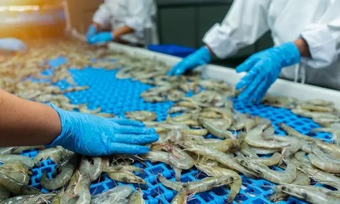 Hoa Kỳ kết luận sơ bộ chống bán phá giá tôm Việt Nam