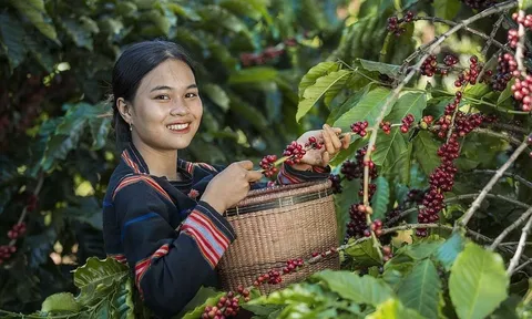 Cà phê Việt: Từ xuất khẩu nguyên liệu đến chinh phục giá trị toàn cầu
