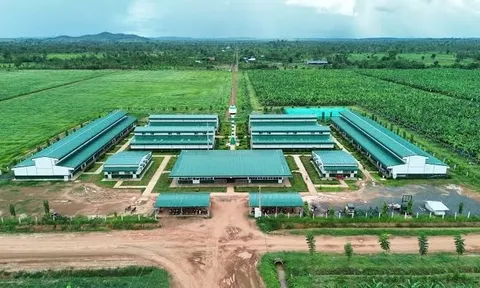 Công ty cổ phần Nông nghiệp Trường Hải bị xử phạt hơn 90 triệu đồng