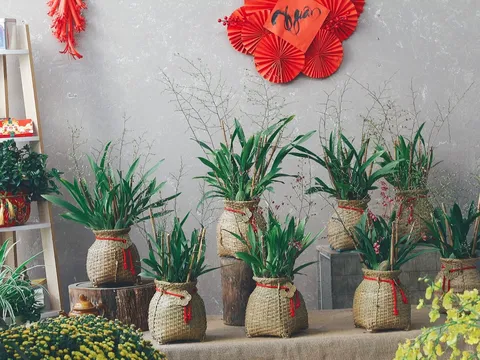 Hoa Theo Mùa ra mắt bộ sưu tập Lan Hồ điệp chưng Tết Giáp Thìn 2024