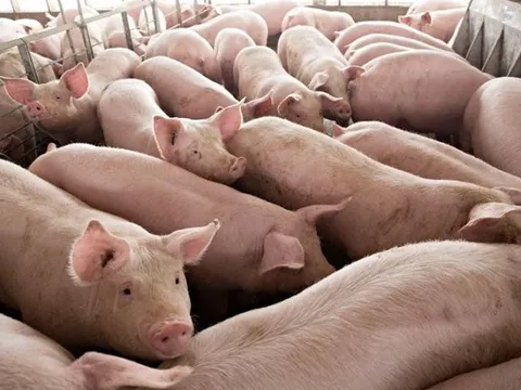 Giá heo hơi hôm nay 10/7: Giá heo giảm nhẹ ở 3 miền