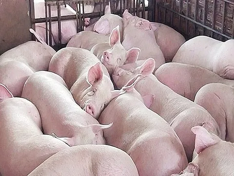 Giá heo ngày 11/7/2024: Vẫn duy trì ở mức cao