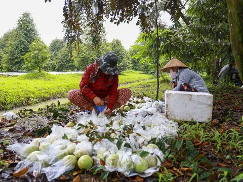 Xuất khẩu rau quả vượt mốc 6 tỷ USD