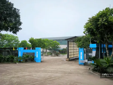 Một dự án chăn nuôi bò của Hòa Phát ở Thái Bình bị kết luận hàng loạt vi phạm, không tuân thủ chủ trương đầu tư