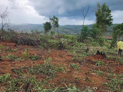 Phó giám đốc công ty lâm nghiệp bị đánh gãy xương sườn khi đi tuần tra rừng