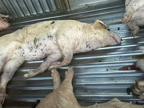 Phát hiện 9 con heo chết bầm đen, không rõ nguồn gốc tại một cơ sở giết mổ