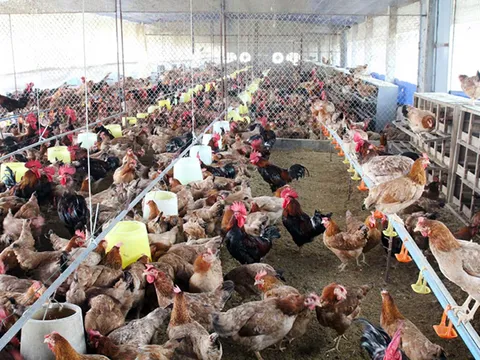 Ngân hàng rao bán rừng cây và cả đàn gà để siết nợ