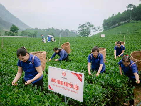 Làn gió mới cho vùng chè Thái Nguyên