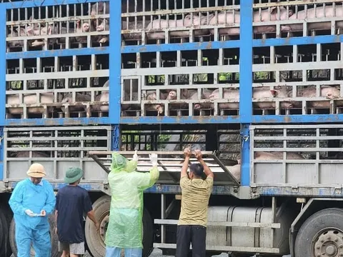 Phát hiện xe tải chở 190 con lợn nhiễm dịch tả châu Phi tại Phú Thọ