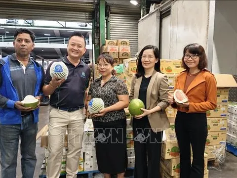 Lô bưởi tươi đầu tiên của Việt Nam xuất khẩu vào Úc: Dấu mốc mới trên hành trình chinh phục thị trường khó tính
