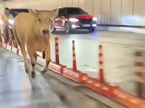  Chủ con bò đi lạc vào hầm sông Sài Gòn bị xử phạt