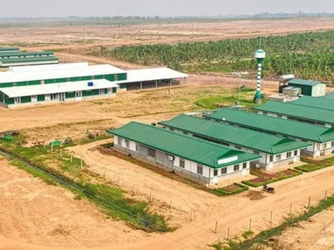 HAGL Agrico âm 18 quý liên tiếp, nâng lỗ lũy kế tiến gần 9.800 tỷ đồng