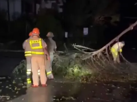 Gia Lai: Khắc phục hơn 100 điểm cây đổ, thông tuyến giao thông sau mưa lớn trong đêm