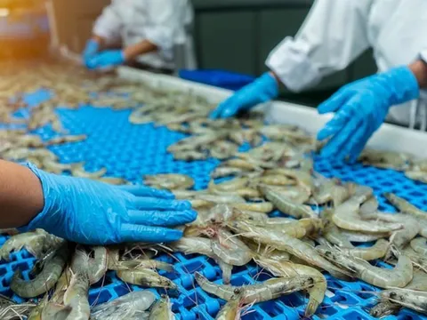 Hoa Kỳ kết luận sơ bộ chống bán phá giá tôm Việt Nam