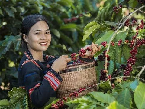 Cà phê Việt: Từ xuất khẩu nguyên liệu đến chinh phục giá trị toàn cầu