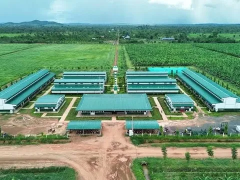 Công ty cổ phần Nông nghiệp Trường Hải bị xử phạt hơn 90 triệu đồng